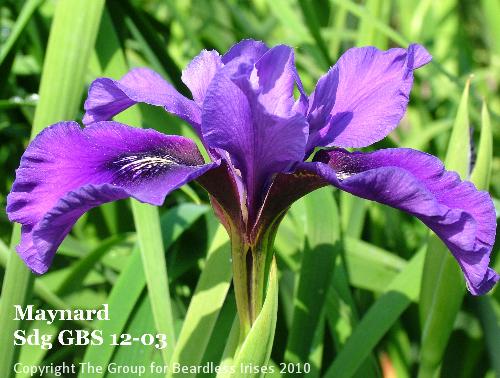 Maynard Sdg GBS 12-03 (4)